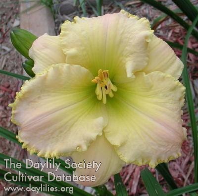 Daylily Fragrant Bouquet